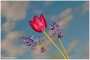 Spring_Flowers.jpg