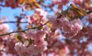 Spring_is_Sprung.jpg