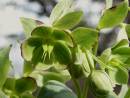 Stinking_Hellebore.jpg