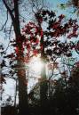 Sun_Trees.JPG