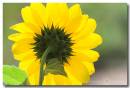 Sunflower.jpg