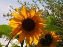 Sunflower1.jpg