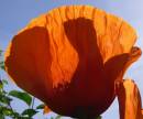 Sunlight_on_a_Poppy.jpg