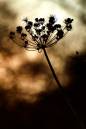 Sunset-and-Cowparsley-seeds-heads_3.jpg