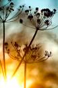 /gallery/data/505/thumbs/Sunset-and-Cowparsley-seeds-heads_4.jpg