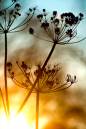 Sunset-and-Cowparsley-seeds-heads_4.jpg