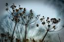 Sunset-and-Cowparsley-seeds-heads_5.jpg