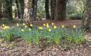 Surprise-Dafs.jpg