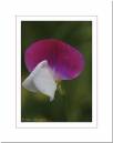 Sweet-Pea.jpg