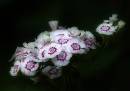 Sweet-William.jpg