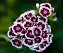 Sweet-William1.jpg