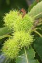 Sweet_Chestnut.jpg