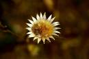 TARAXACUM.jpg