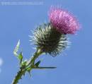THISTLE.jpg