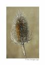 Teasel1.jpg