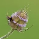 Teasel2.JPG