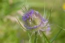Teasel3.jpg