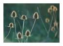 Teasels_.JPG