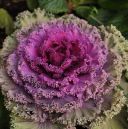 The_Ornamental_cabbage.jpg