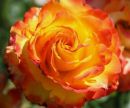 The_Rose.jpg