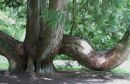 The_Tree2.jpg