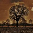 The_tree3.jpg