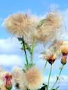 Thistle-seed-heads-HDR-imag.jpg