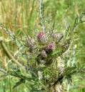 Thistle2.jpg