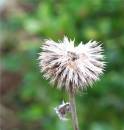 Thistle_Seed_Head.jpg