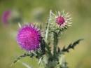 Thistles-1.jpg