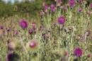 Thistles-2.jpg