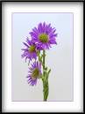 Three-Asters.jpg