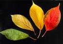 Through-the-seasons.jpg