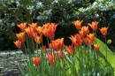 Tiger_tulips.jpg