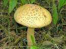 Toadstool.jpg