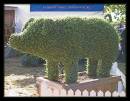 Topiary_Pig-03.jpg