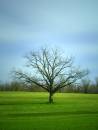 Tree12.jpg