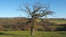 Tree_January.jpg