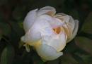 Tree_Peony.jpg