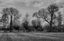 Trees8.jpg