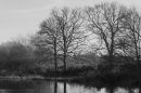 Trees9.jpg