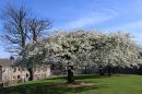 Trees_at_Ballycastle_800.jpg