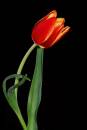 Tulip11.jpg