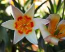 Tulip2.jpg