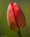 Tulip3.jpg