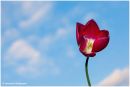 Tulip5.jpg