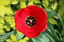 Tulip6.jpg