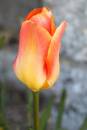 Tulip_Bud.jpg