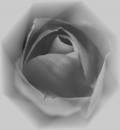 Tulip_Bud1.JPG