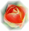 Tulip_Bud_2.JPG